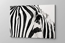 Obraz Pohľad zebry zs1234